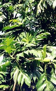 Jamaica Breadfruit Tree