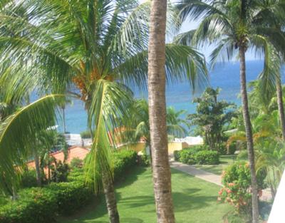 Jamaica Palm Trees