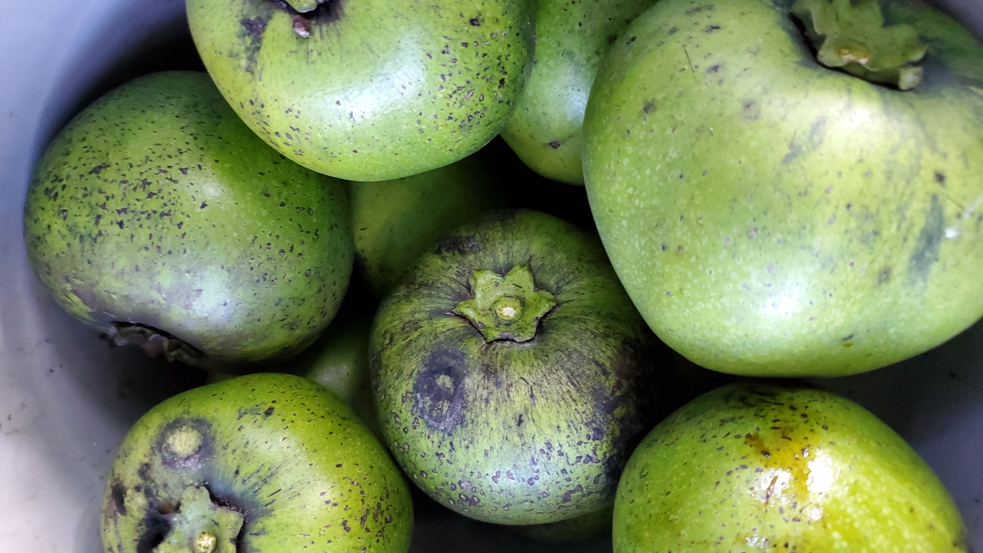 black_sapote_jamaica_chocolate_fruit_pot