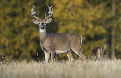 Are There Deers In Portland Jamaica?