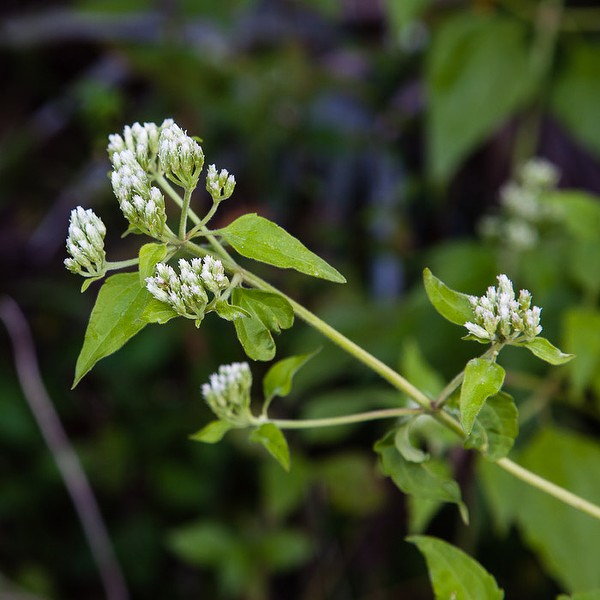 What Is The Jack In The Bush Plant In Jamaica?