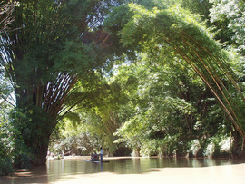 Giamaica Fiume-Nero fiume di bambù