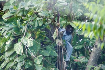 Jamaican in a tree