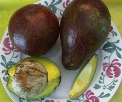 Jamaican Pear (Avocado) - Love ’em!