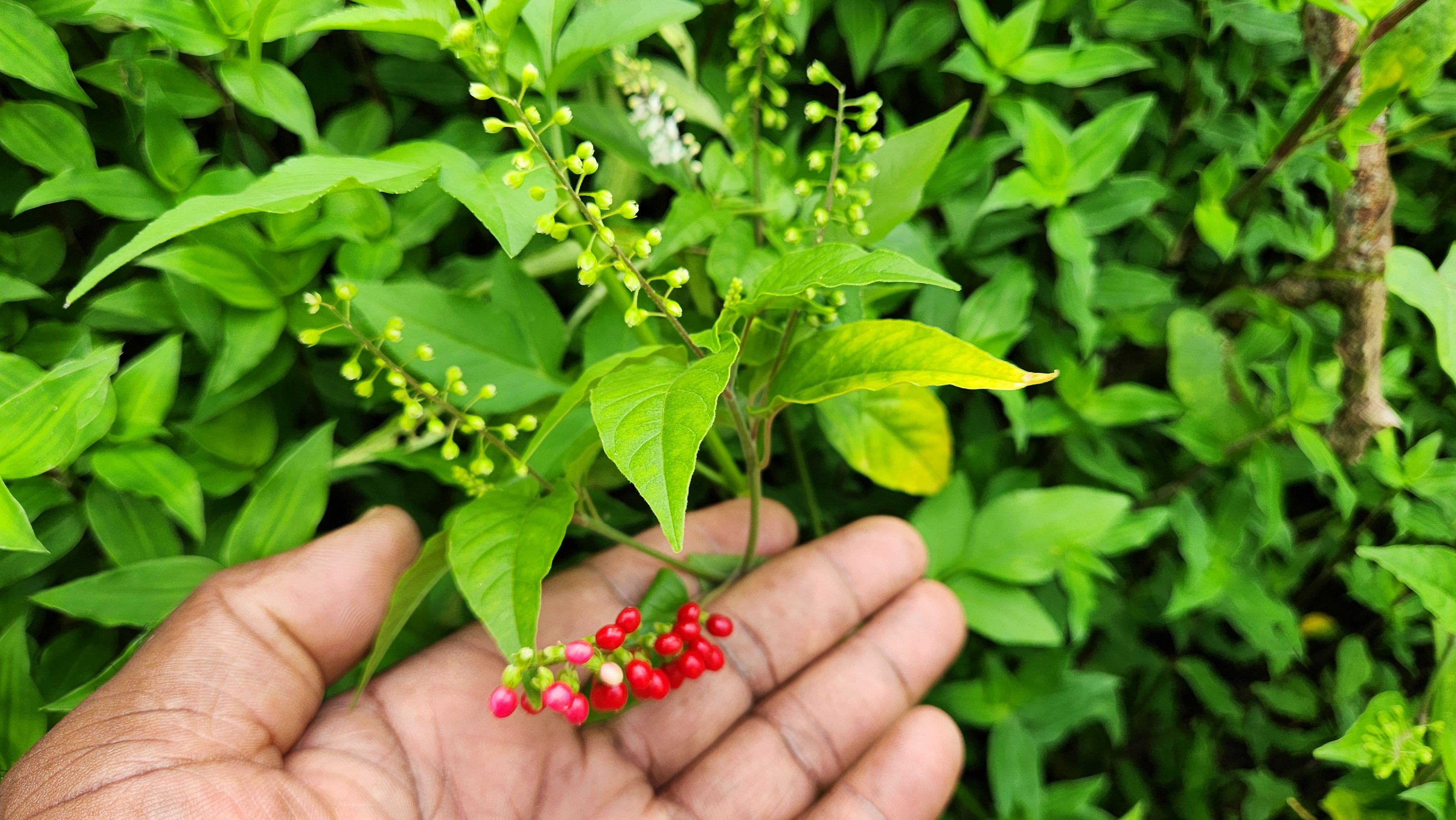 jamaican_dog_blood_herb_with_berries