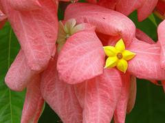 jamaican_flowers_17