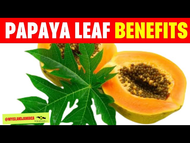 Benefits of Jamaican Papaya Leaves