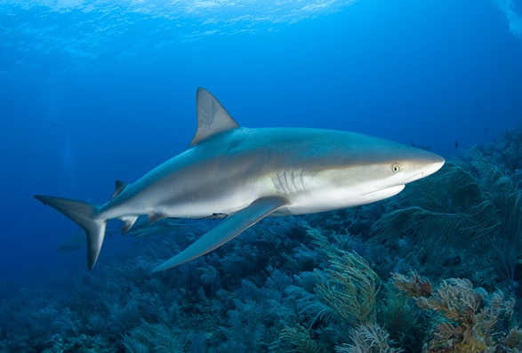 Sharks In Jamaica? This Might Surprise You