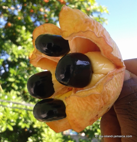 jamaican ackee