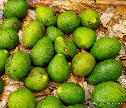 Jamaican Avocado | It’s history, Local Use & Amazing Health Benefits.