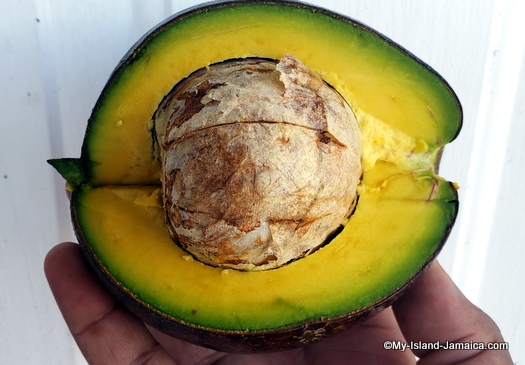 Jamaican Avocado | It’s history, Local Use & Amazing Health Benefits.